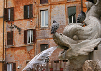 pigeons et fontaine à rome
