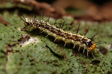 chenille costa rica