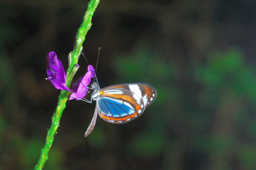 Obraz premium papillon costa rica