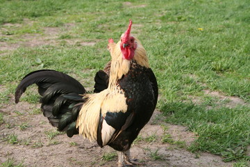 cock