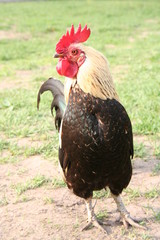 cock