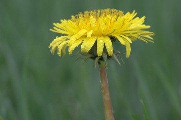 a dandelion #2