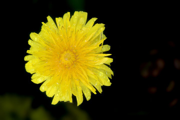 a dandelion #1