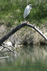 egret #4