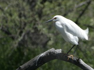 egret #2