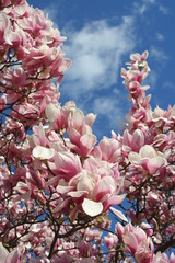 magnolia bloeit tegen de lucht