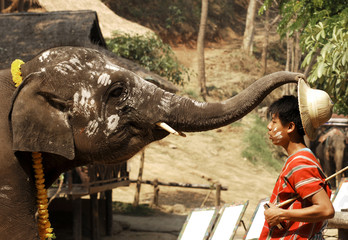 thailand, chiang mai: elephant performance - 612356
