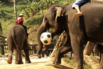 thailand, chiang mai: elephant playing football