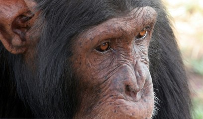 chimpanzé portrait