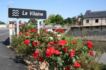 fleurs sur la vilaine