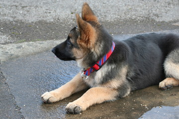 berger allemand