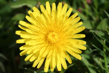 yellow mum