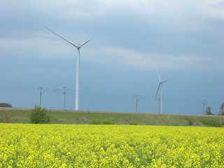 éoliennes et colza