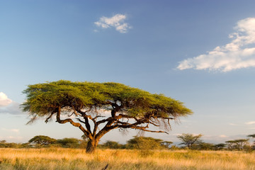 Naklejka premium afrykański krajobraz