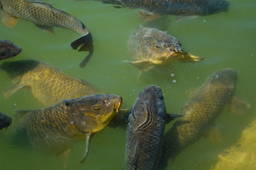 carp feeding