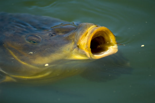 Carp Eating