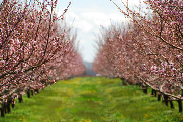 blooming peach orchard