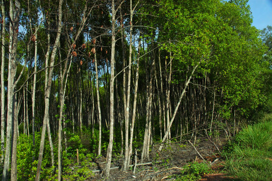 Fototapeta tropical forest
