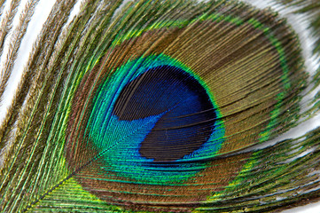 feather 1
