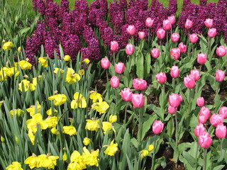 tulips and narcissus