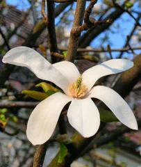 Papier Peint photo Lavable Magnolia fleur blanche de magnolia