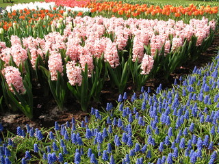 mixed flower