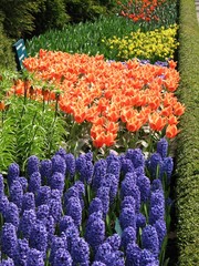 tulips and hyacinth