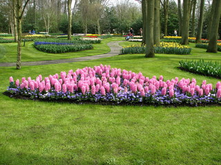 hyacinth garden
