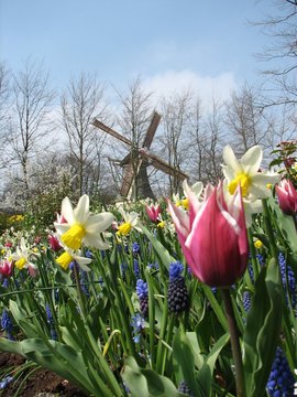 mill and flowers