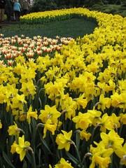 narcissus