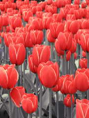 tulips red