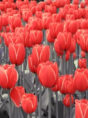 Fond de hotte en verre imprimé Rouge 2 tulipes rouges