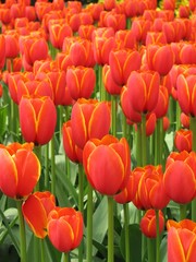 tulips panorama