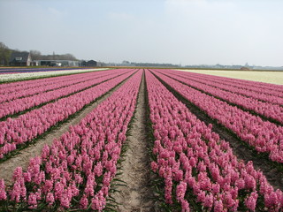 hyacinth fields