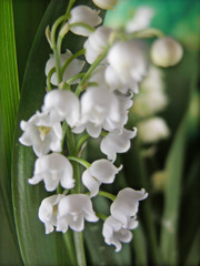 muguet