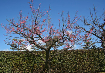 plum tree
