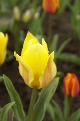 gelbe tulpe mit tautropfen