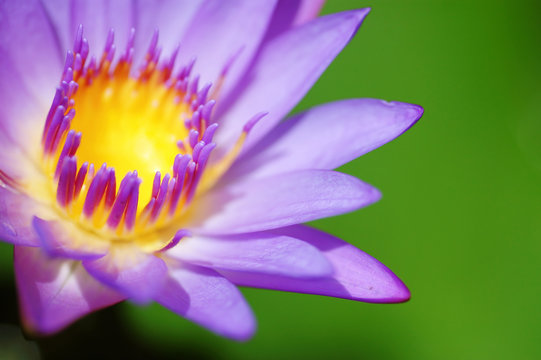 waterlily