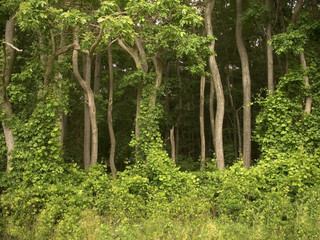 forest