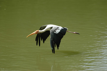 egret in flight