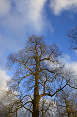 oak tree canopy in winter