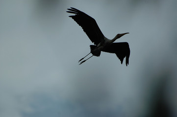 silhouette of an egret
