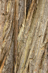tree bark