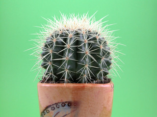 grussoni cactus