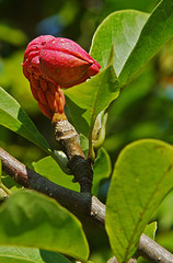 magnolienfrucht
