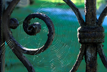 tor mit spinnennetz