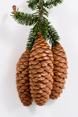 pine cones