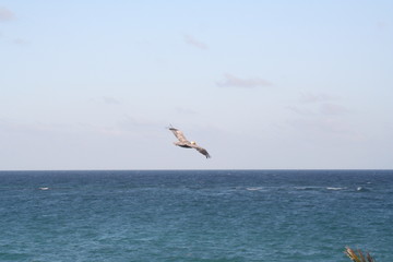 Fototapeta na wymiar pelikansfly