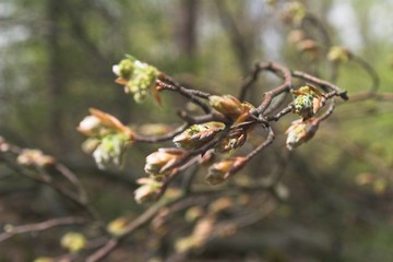 buchenzweig