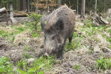 wildschwein